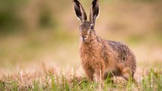 Etwa zehn Langohren pro 100 Hektar findet man aktuell im Landkreis Osterholz. Foto: AdobeStock