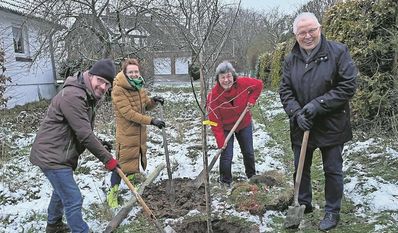 (v.l.) Frieder Lüße von der Stadt, Beate Liebe und Anne Deutsch von der SPD-Fraktion der Frauen und Wilfried Kalski vom Förderverein Lions Club e.V. sind fleißig dabei, den Baum einzupflanzen.