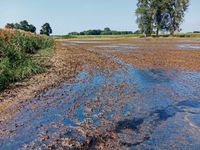 Überschwemmtes Grünand bei Zeven