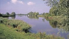 Starke Regenfälle und Sauerstoffmangel im Wasser werden als Ursache für das starke Fischsterben vermutet. Foto: Wikimedia Commons/CWitte