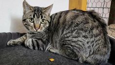 Foto: Tiere in Not e.V.
