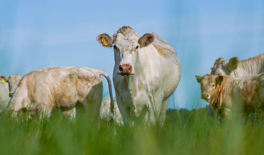 Iris Lütjen liebt die Arbeit mit ihren Tieren und auf dem Hof und engagiert sich für mehr Sichtbarkeit von Frauen in der Landwirtschaft.
