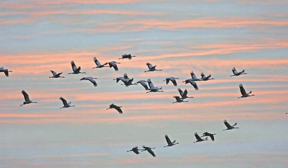 Die Kraniche am Abendhimmel geben ein wunderbares Motiv ab.