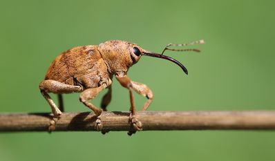 Mit einer Anzahl von bis zu 80 Millionen Arten weltweit, haben Insekten eine enorme Artenvielfalt entwickelt: hier der Eichelbohrer.