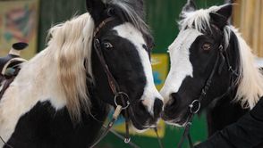 Das Pony- und Pferdereiten wird für Kinder und Erwachsene angeboten.