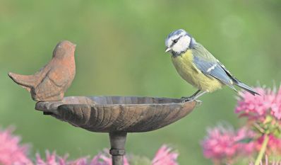 Wasserschalen können für Vögel und andere Tiere echte Lebensretter sein.