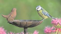 Wasserschalen können für Vögel und andere Tiere echte Lebensretter sein.