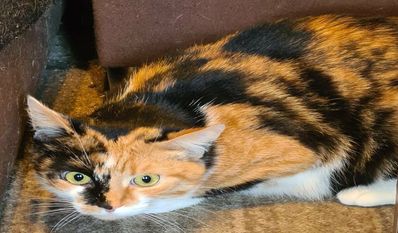 Foto: Tiere in Not e.V.