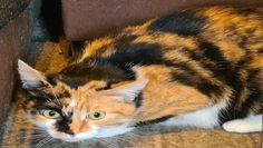 Foto: Tiere in Not e.V.