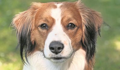 Der Kooikerhondje ist ein fröhlicher Gefährte, der sich an sein Herrchen oder Frauchen bindet.