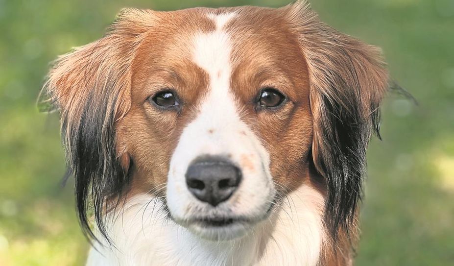Der Kooikerhondje ist ein fröhlicher Gefährte, der sich an sein Herrchen oder Frauchen bindet.