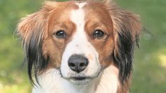 Der Kooikerhondje ist ein fröhlicher Gefährte, der sich an sein Herrchen oder Frauchen bindet.