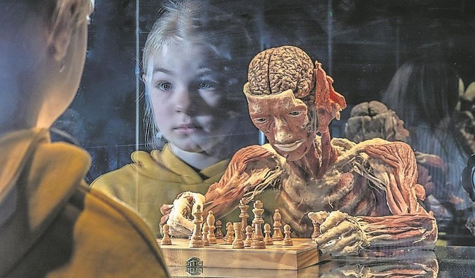 Besucher:innen bekommen einmalige Einblicke in die menschliche Anatomie.