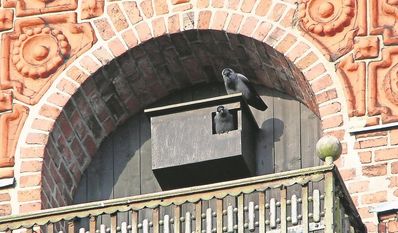 Vögel wie Dohlen nisten sich besonders gerne in entsprechenden Plätzen an Kirchen ein.