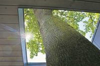 Beim Erweiterungsbau der Suter Dental GmbH wurde das Carportdach um einige Bäume herum gebaut.