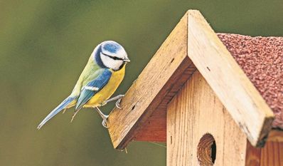Eine Blaumeise freut sich besonders über ein Häuschen mit einem kleinen Loch, damit die Brut darin geschützt ist.