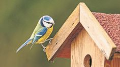 Eine Blaumeise freut sich besonders über ein Häuschen mit einem kleinen Loch, damit die Brut darin geschützt ist.