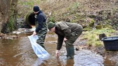In geeigneten Gewässern werden die Fische dann ins Wasser gelassen.