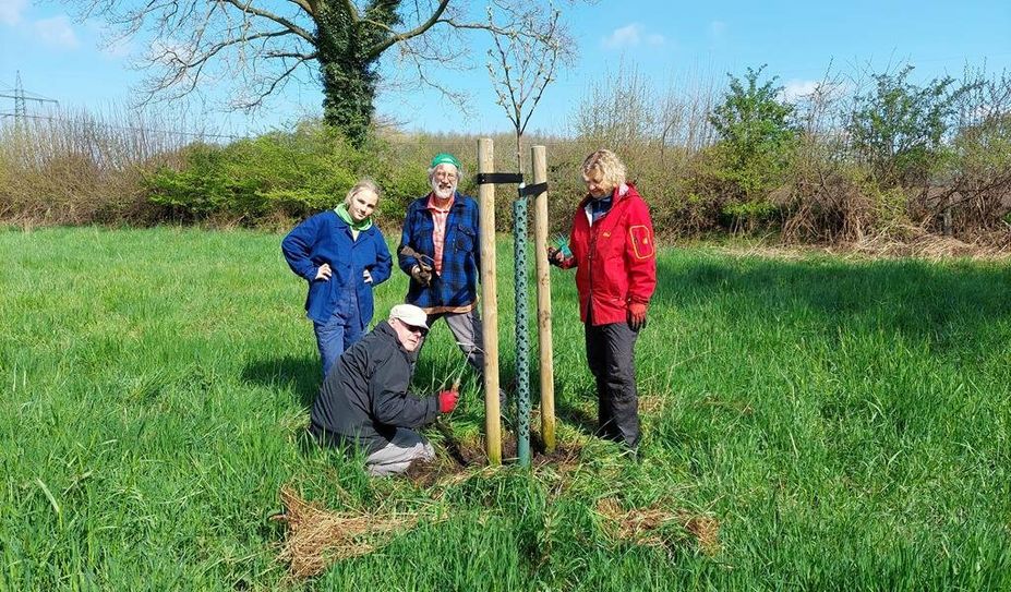 Ehrenamtliche pflegen den Platz unter den Bäumen, damit sie besser blühen können.