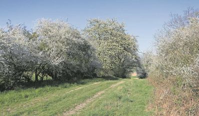 Besonders blühende Hecken bieten vielen kleinen Tieren Schutz.