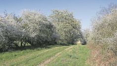 Besonders blühende Hecken bieten vielen kleinen Tieren Schutz.