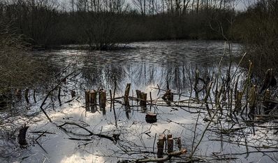 Mit der Optimierung von Gewässern hilft die Gemeine dem Arten- und Biotopschutz.