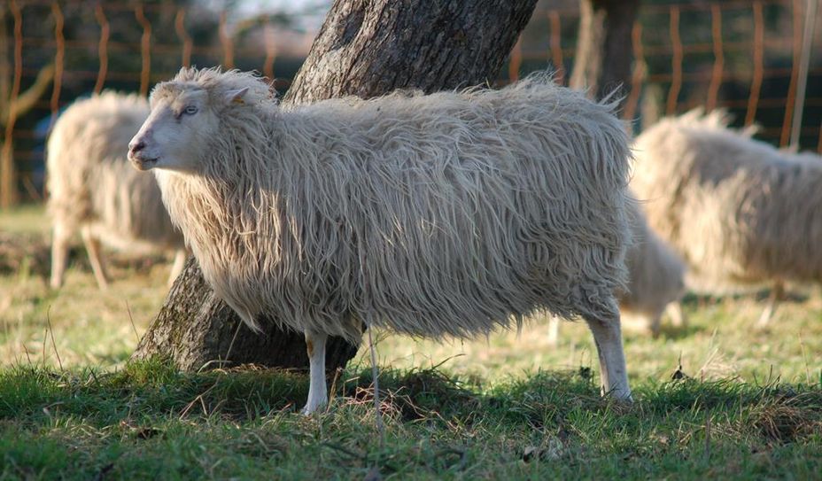 Auch die Moorschnucken sind stark gefährdet.