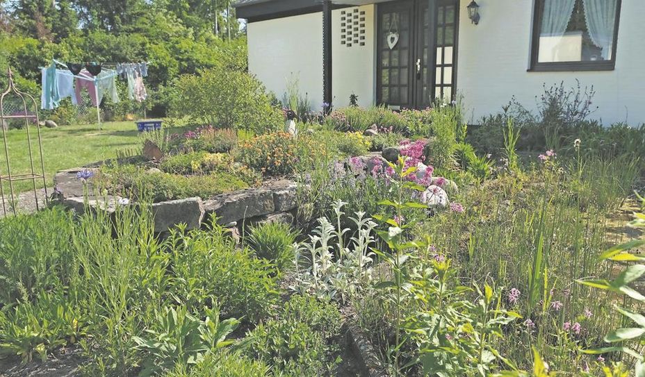 Ein wildblühender Garten bietet viel Lebensraum für Bienen, Schmetterlinge und weitere Insekten.