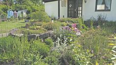 Ein wildblühender Garten bietet viel Lebensraum für Bienen, Schmetterlinge und weitere Insekten.