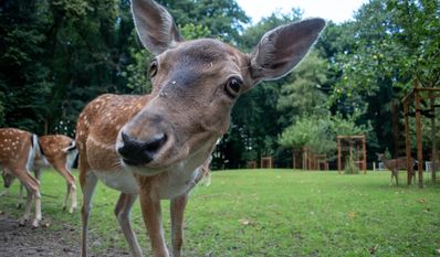 Seit letztem Jahr findet am Wildgehege bei der Sauhütte ein Frühjahrsmarkt statt.