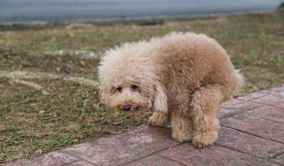 Hund kackt auf Gehweg: Besser wegmachen, sonst wird es teuer.