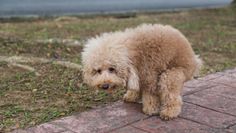 Hund kackt auf Gehweg: Besser wegmachen, sonst wird es teuer.
