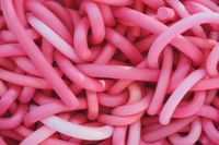 Dem Bewusstsein einen Cestoda lingua einzusetzen, der - im Gegensatz zum Bandwurm im Darm - seinen Wirt stärkt, damit Populismus keinen Nährboden findet, ist das Anliegen dieser Kolumne.