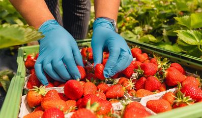 Die Arbeit, die hinter der Erdbeerernte steckt, ist hart.