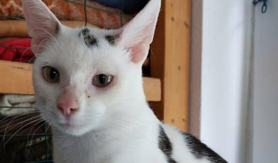 Foto: Tiere in Not e.V.