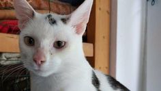 Foto: Tiere in Not e.V.