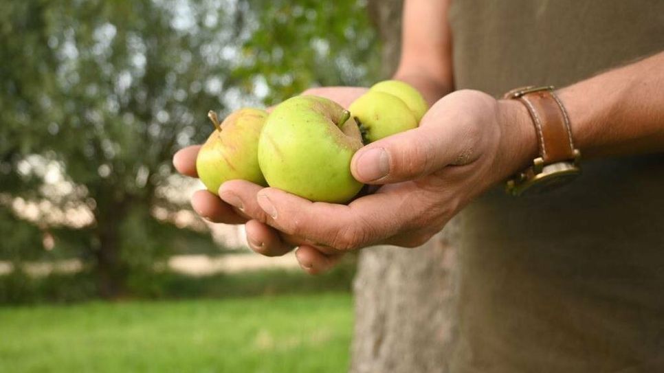 Beim Ernteprojekt „Gelbes Band“ vom ZEHN konnten Selbstpflücker:innen in Niedersachsen kostenlos Obst ernten und vor dem Verderb retten.