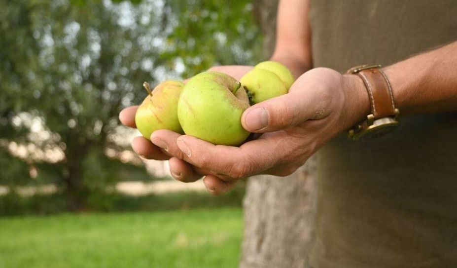 Beim Ernteprojekt „Gelbes Band“ vom ZEHN konnten Selbstpflücker:innen in Niedersachsen kostenlos Obst ernten und vor dem Verderb retten.