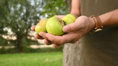 Beim Ernteprojekt „Gelbes Band“ vom ZEHN konnten Selbstpflücker:innen in Niedersachsen kostenlos Obst ernten und vor dem Verderb retten.