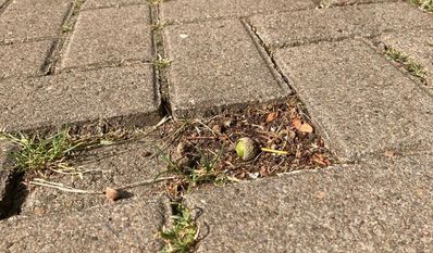 Abgesackte Pflastersteine können - gerade für ältere -Fußgänger schnell zu einer gefährlichen Stolperfalle werden.