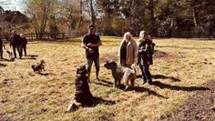 Die neue Hundewiese bietet ausreichend Platz zum Toben und Spielen.