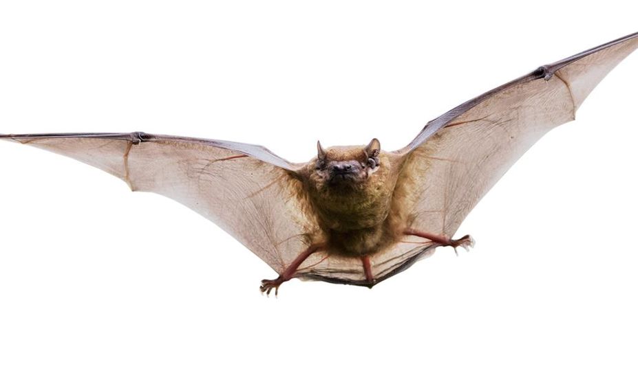 Faszinierend, aber bedroht: Fledermäuse.
