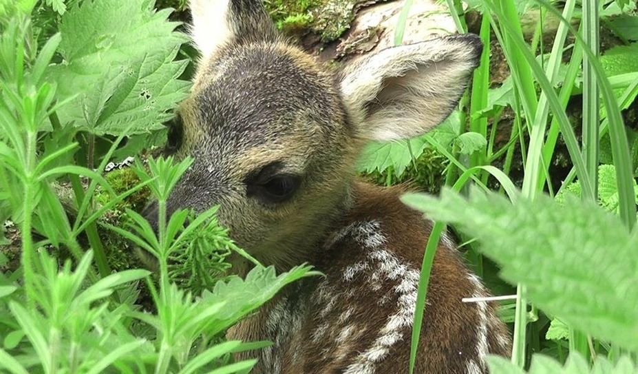 Rehkitze sind besonders oft von Mähunfällen betroffen.
