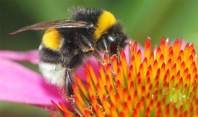 Hummeln sind ausgezeichnete Bestäuber - nun gilt es, sie zu schützen.
