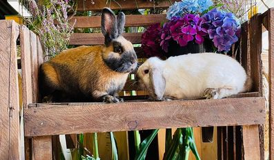 Viele verschiedene Kaninchenarten können bestaunt werden.