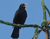 Ein besonderer Augenmerk liegt in diesem Jahr auf der Amsel.