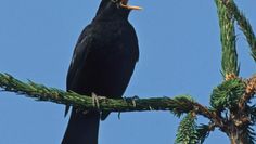 Ein besonderer Augenmerk liegt in diesem Jahr auf der Amsel.