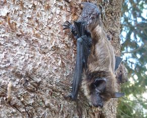 Breitflügelfledermaus