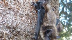 Breitflügelfledermaus