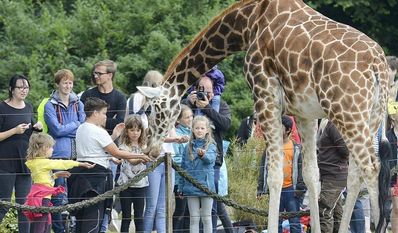 Den Giraffen ganz nah sein geht bei der Giraffenfütterung im Jaderpark.